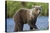 Young Brown Bear, Katmai National Park, Alaska-Paul Souders-Stretched Canvas