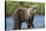 Young Brown Bear, Katmai National Park, Alaska-Paul Souders-Stretched Canvas