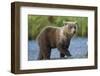 Young Brown Bear, Katmai National Park, Alaska-Paul Souders-Framed Photographic Print