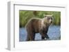 Young Brown Bear, Katmai National Park, Alaska-Paul Souders-Framed Photographic Print