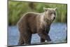 Young Brown Bear, Katmai National Park, Alaska-Paul Souders-Mounted Photographic Print