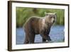 Young Brown Bear, Katmai National Park, Alaska-Paul Souders-Framed Photographic Print