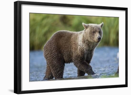 Young Brown Bear, Katmai National Park, Alaska-Paul Souders-Framed Photographic Print