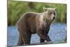 Young Brown Bear, Katmai National Park, Alaska-Paul Souders-Mounted Photographic Print
