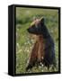 Young Brown bear sitting in meadow, Finland-Jussi Murtosaari-Framed Stretched Canvas