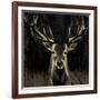 Young Buck-Liz Jardine-Framed Art Print