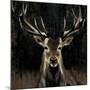 Young Buck-Liz Jardine-Mounted Art Print