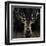 Young Buck-Liz Jardine-Framed Art Print