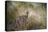 Young Buck-Jai Johnson-Stretched Canvas