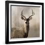 Young Buck-null-Framed Art Print