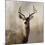 Young Buck-null-Mounted Art Print