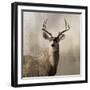 Young Buck-null-Framed Art Print