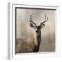 Young Buck-null-Framed Art Print