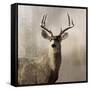 Young Buck-null-Framed Stretched Canvas