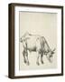 Young Bull, C.1493-Albrecht Dürer-Framed Giclee Print