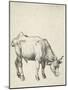 Young Bull, C.1493-Albrecht Dürer-Mounted Giclee Print