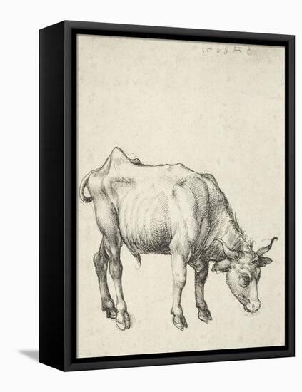 Young Bull, C.1493-Albrecht Dürer-Framed Stretched Canvas