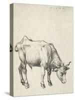 Young Bull, C.1493-Albrecht Dürer-Stretched Canvas