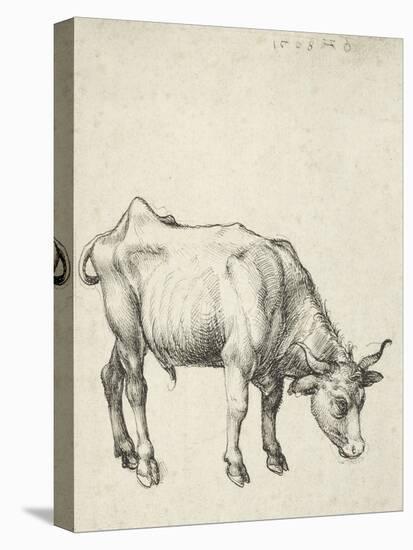 Young Bull, C.1493-Albrecht Dürer-Stretched Canvas