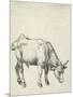 Young Bull, C.1493-Albrecht Dürer-Mounted Giclee Print