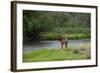 Young Bull Elk in the National Bison Range, Montana-James White-Framed Photographic Print
