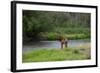 Young Bull Elk in the National Bison Range, Montana-James White-Framed Photographic Print