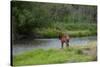 Young Bull Elk in the National Bison Range, Montana-James White-Stretched Canvas