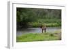 Young Bull Elk in the National Bison Range, Montana-James White-Framed Photographic Print