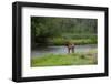 Young Bull Elk in the National Bison Range, Montana-James White-Framed Premium Photographic Print