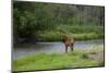 Young Bull Elk in the National Bison Range, Montana-James White-Mounted Premium Photographic Print