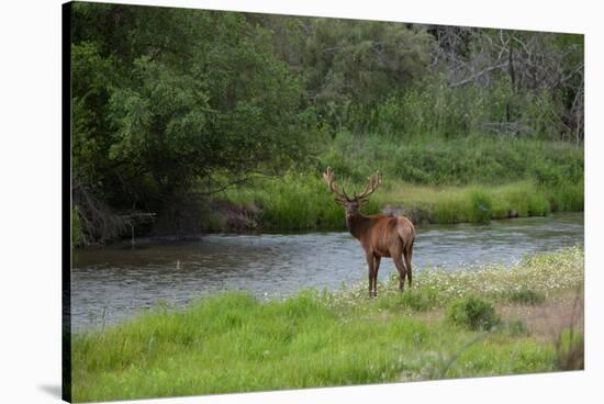 Young Bull Elk in the National Bison Range, Montana-James White-Stretched Canvas