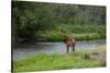 Young Bull Elk in the National Bison Range, Montana-James White-Stretched Canvas