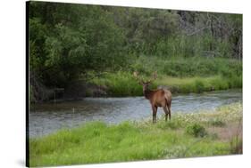 Young Bull Elk in the National Bison Range, Montana-James White-Stretched Canvas