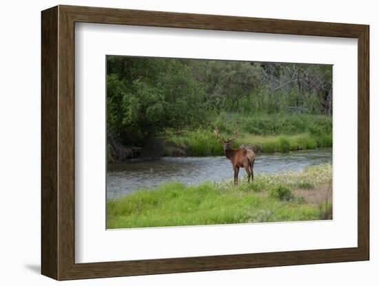 Young Bull Elk in the National Bison Range, Montana-James White-Framed Photographic Print