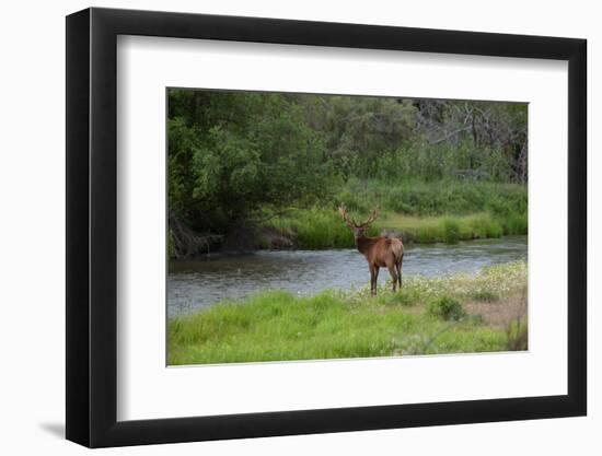 Young Bull Elk in the National Bison Range, Montana-James White-Framed Photographic Print