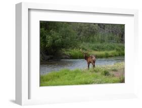 Young Bull Elk in the National Bison Range, Montana-James White-Framed Photographic Print