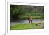 Young Bull Elk in the National Bison Range, Montana-James White-Framed Photographic Print