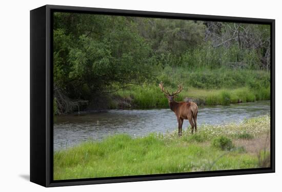 Young Bull Elk in the National Bison Range, Montana-James White-Framed Stretched Canvas