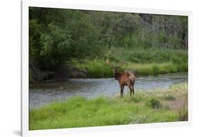 Young Bull Elk in the National Bison Range, Montana-James White-Framed Photographic Print