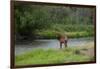 Young Bull Elk in the National Bison Range, Montana-James White-Framed Photographic Print