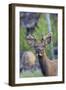 Young Bull Elk-Ken Archer-Framed Photographic Print