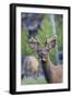 Young Bull Elk-Ken Archer-Framed Photographic Print