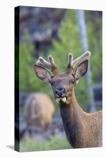 Young Bull Elk-Ken Archer-Stretched Canvas