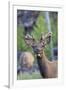 Young Bull Elk-Ken Archer-Framed Photographic Print