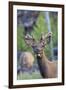 Young Bull Elk-Ken Archer-Framed Photographic Print