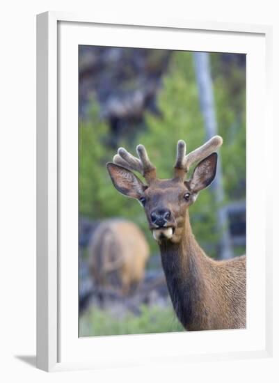 Young Bull Elk-Ken Archer-Framed Photographic Print