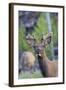 Young Bull Elk-Ken Archer-Framed Photographic Print