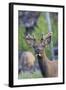 Young Bull Elk-Ken Archer-Framed Photographic Print