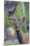 Young Bull Elk-Ken Archer-Mounted Photographic Print
