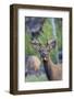 Young Bull Elk-Ken Archer-Framed Photographic Print